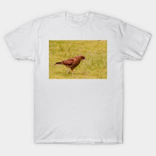 4216 chicken potato hawk T-Shirt